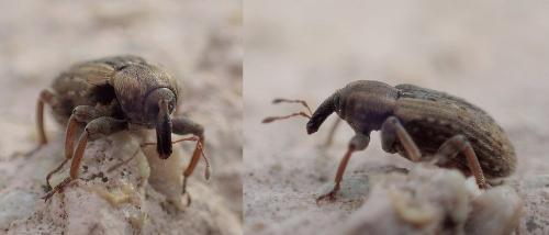 Réf. 220 695 : Hypera sp.